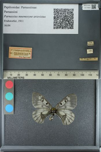 Media type: image;   Entomology 179902